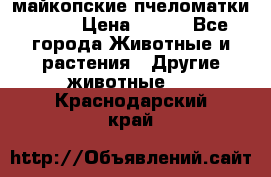  майкопские пчеломатки F-1  › Цена ­ 800 - Все города Животные и растения » Другие животные   . Краснодарский край